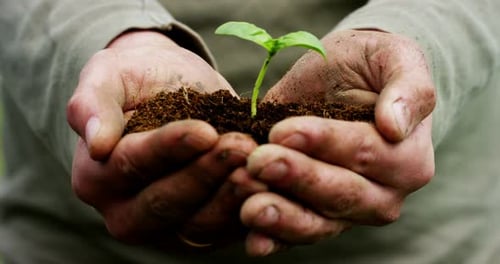 Hands Hold Soil with Seedling Close Up