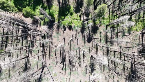 Top Down Aerial View of Large Forest with Pine Trees, And Mountain Community
