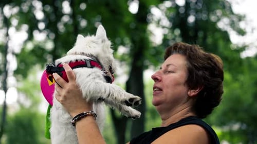 Close Up in the Summer in the Park on a Walk a Dark Hair Woman Holds a Maltese Dog in Her Arms Love