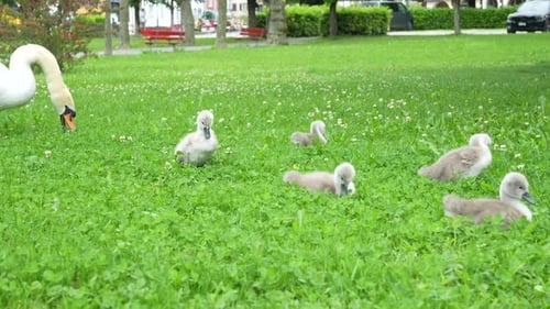 Cygne avec des cygnets marchant dans l'herbe remplie de trèfles dans un parc de la ville.