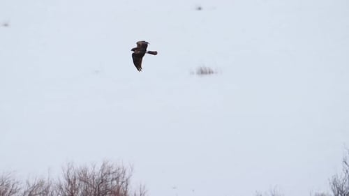Northern Harrier flying over the brush on the Utah Lake shoreline