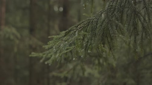 Spruce Branch in Coniferous Forest