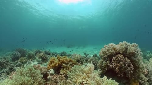 Coral Reef and Tropical Fish Philippines