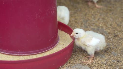 Poultry Farm with Baby Chicks