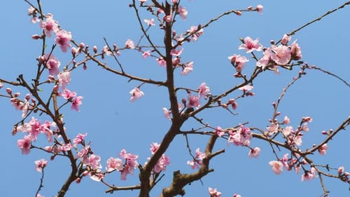 Closeup View of Colorful Pinky Flowers Against Blue Sky in the Background