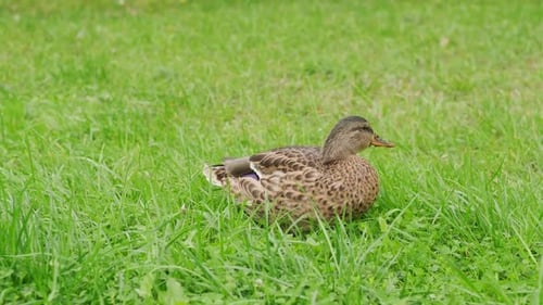 Duck Walking on Green Grass