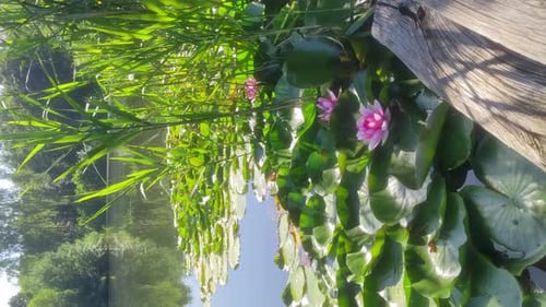 Ein blühender Wasserlotus auf der Oberfläche eines Teiches neben einem alten hölzernen Pier.