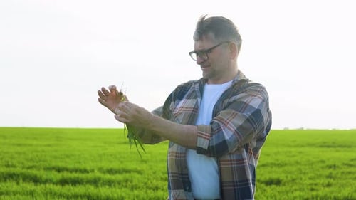 Senior Farmer Holding Crop Plant in His Wheat Field