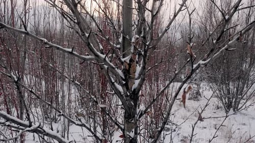 Snow-covered tree branches create a peaceful winter forest scene