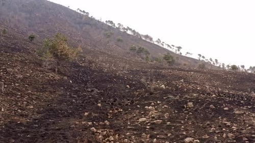 Burnt Hillside with Dead Trees on Overcast Day