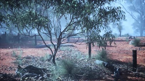 Field With Trees and Bushes