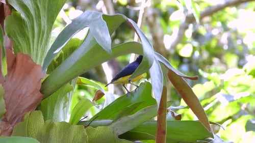 Yellow-throated euphonia perches on tropical plant before takeoff