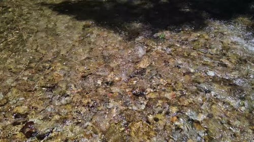 Panning Shot of a river bed with water running gently through a jungle rain forest with strong sunli