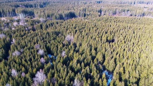 Aerial View of a Dense Evergreen Forest with Patches of Snow in a Winter Landscape