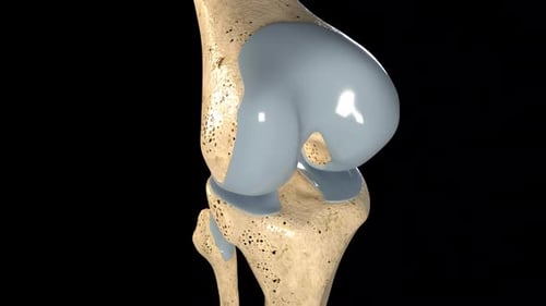 3D Animation of Human Knee Joint Anatomy