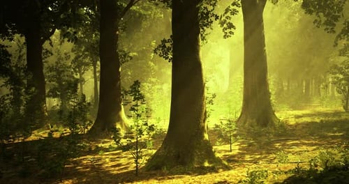 Sunlight Filters Through Trees in a Vibrant Forest During Early Morning
