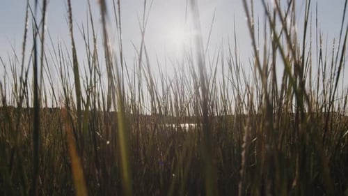 Marsh Grasses at Sunrise or Sunset