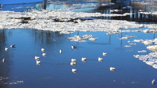 Flood In The City Of Vitebsk 19