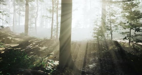 Sunlight Filters Through Trees in a Misty Forest at Dawn