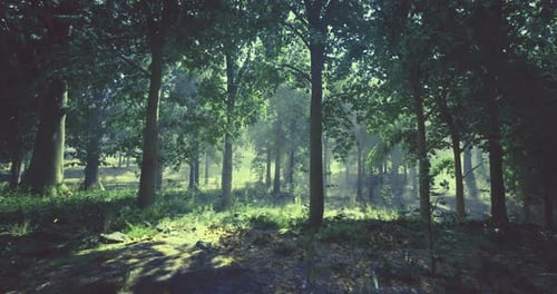 Sunlight Filtering Through Trees in a Serene Forest Setting