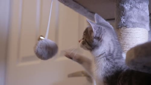 Cute Kitten Playing with Fluffy Ball Toy