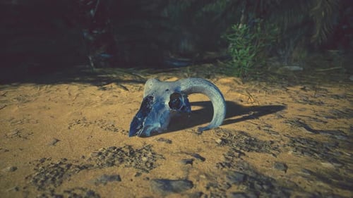 Desert Animal Skull in Natural Environment with Changing Light