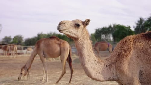 Kamel auf einem Bauernhof