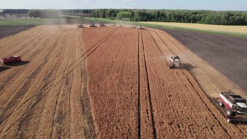 Combine Harvesting Aerial View of Agricultural Machine Collecting Golden Ripe Wheat Into Truck