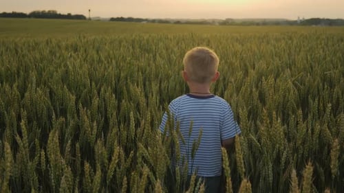 a Little Boy Walks Forward From the Camera in a Wheat Field During Sunset