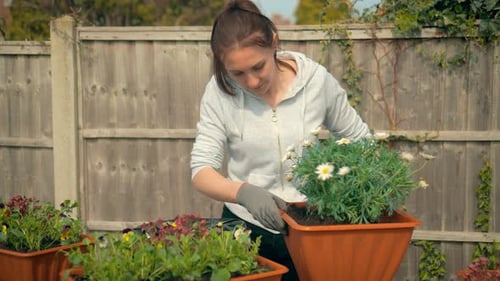 Woman Gardening Planting Flowers in Outdoor Suburban Garden