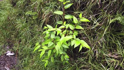 Rain Water Falling On Green Leaves at a silent green forest in Bali Indonesia Southeast Asia