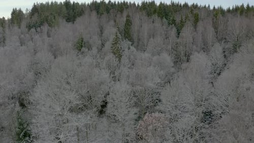 Aerial view of a frosty forest
