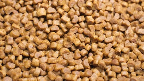 Dry Kibble Pet Food Close Up