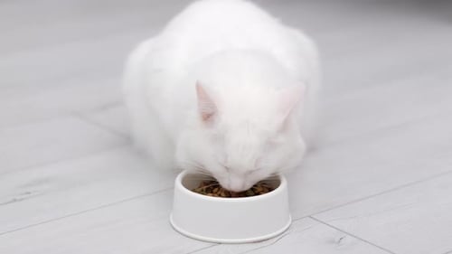 Close Up White Cat Eats Fresh Dry Cat Food Kibbles at Home Advertising Kitty Food on Grey Background