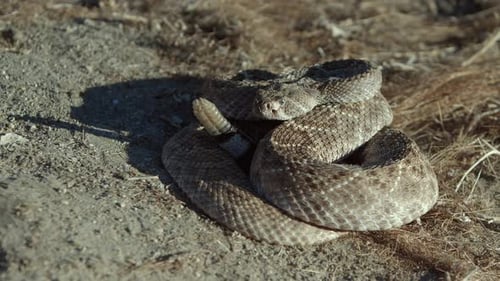 Scary view of a Rattlesnake coiled and ready to strike