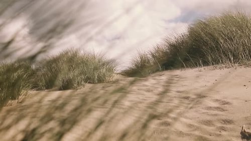Sand dunes and dune grass at the atlantic coastline in Denmark. Shallow depth of field. Gras is movi