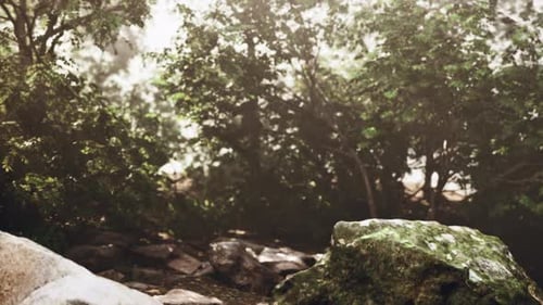 Sundappled Treetops Over Uneven Terrain with Plants and Stones