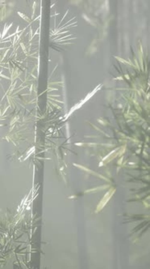 Vertical Flowing Bamboo Leaves in Soft Light