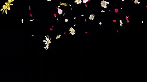 Falling Flowers and Petals Transparent Overlay