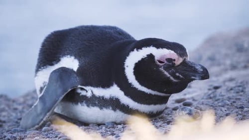 Close Up Of A Magellanic Penguin Resting On A Sunny Day - close up, static shot