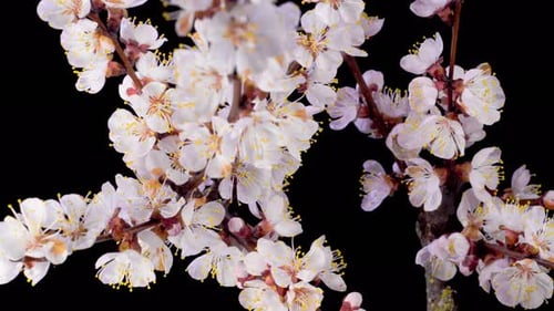 White Flowers Blossoms on the Branches Apricot Tree