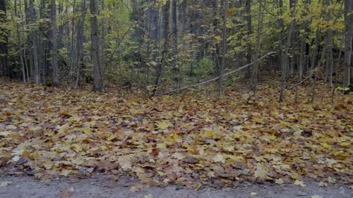 magischer Herbstwald mit Tonnen auf gefallenen Birken- und Ahornblättern auf dem Boden