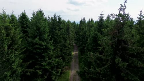 Drone view as it flies between the trees and above the road on the mountains with the valley in the