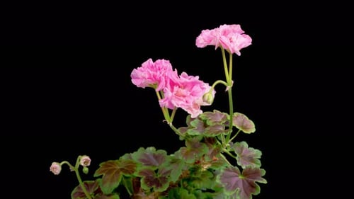 Time-Lapse of Pretty Pink Flower Blossoming on Black