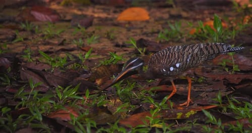 Sunbittern Forages for Food in Tropical Rainforest