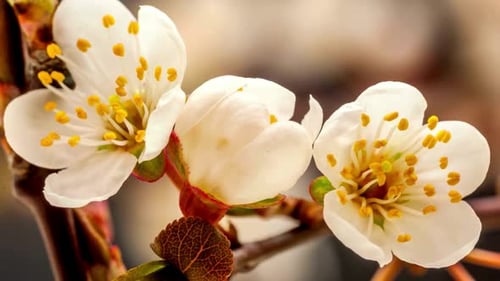 Flower Blooming, Flowers Bloom