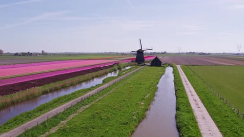 Aerial view of tulip fields and windmills, Netherlands.
