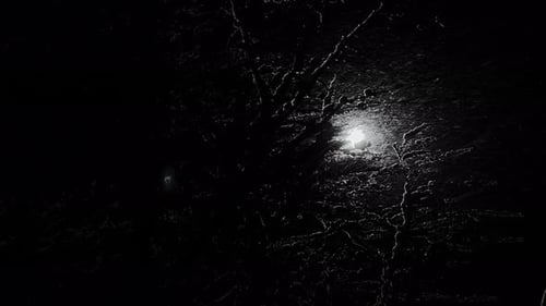 Magical Snowy Park at Night Tree Branches Covered with Snow During a Snowfall Black Tree Trunks No