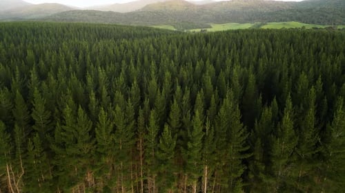 Entwaldung von Kiefernwäldern aus der Luft für die Landwirtschaft. Katastrophenkonzept gegen den Klimawandel