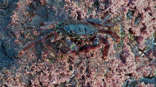 Close up of a green crab crawling over a rocky surface covered in pink coral and marine algae